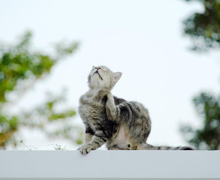 Katze mit Milben, chat avec des acariens