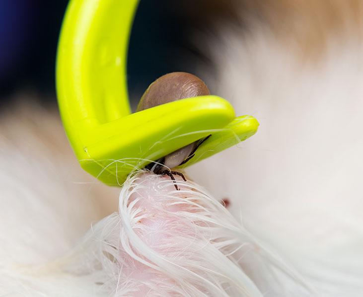 Zecken entfernen bei Hunden