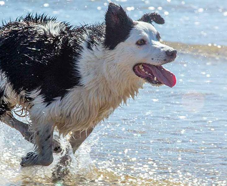 Parasitenschutz für Hund im Urlaub