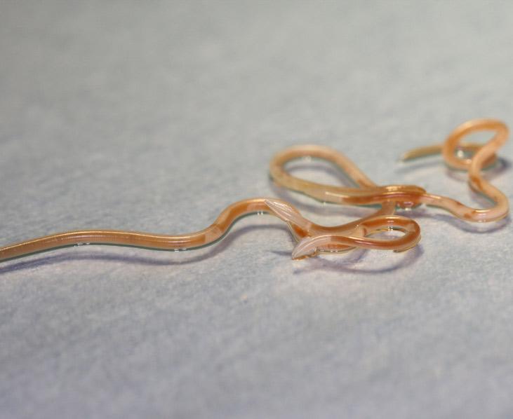 Würmer bei Katzen, vers chez le chat