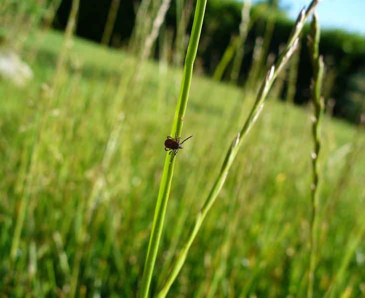 Zecke auf Grashalm, Gefahr für Katzen