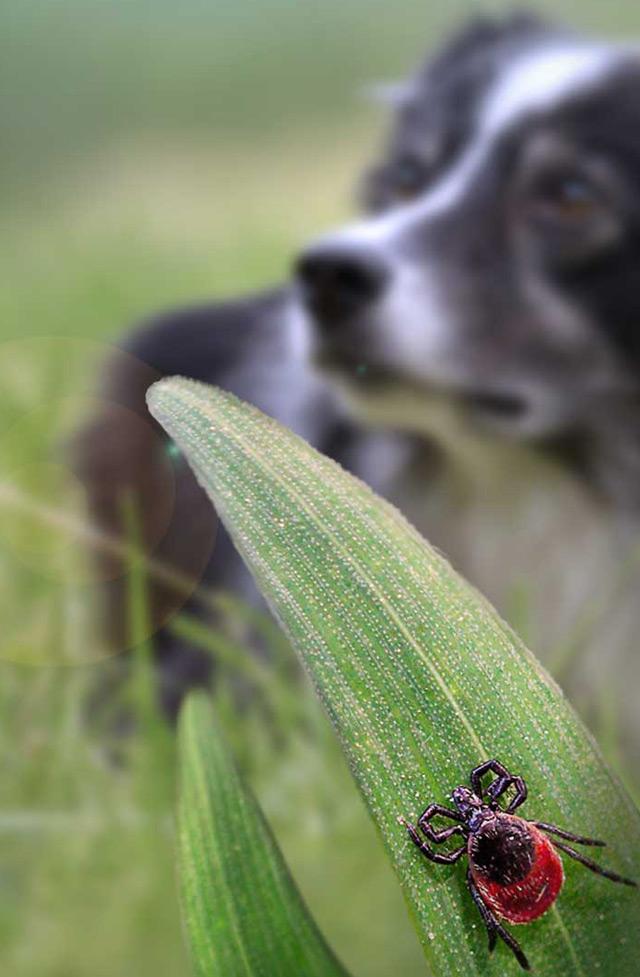 hund mit zecke